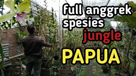 Anggrek Besi Papua Koleksi Para Kolektor Anggrek Youtube