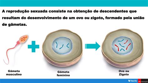 Meiose E Reprodução Sexuada I Pptx