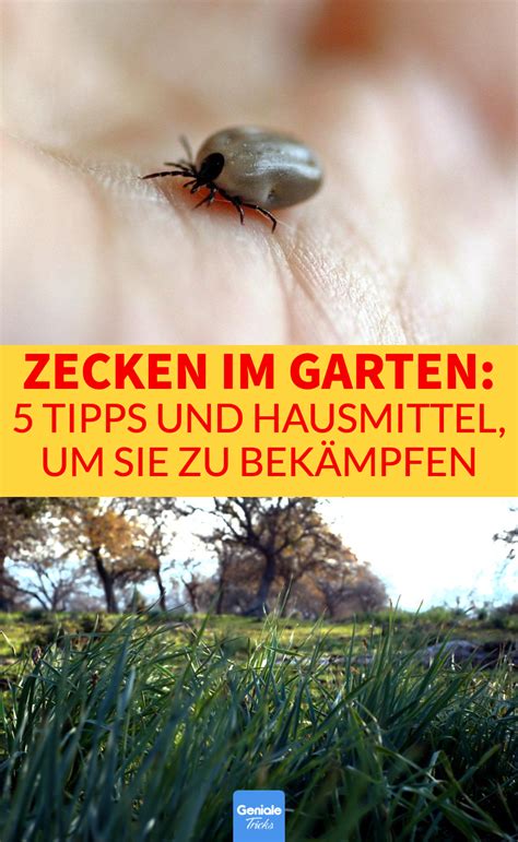 5 Tipps um Zecken im Garten zu bekämpfen Tiques Les tiques Jardins