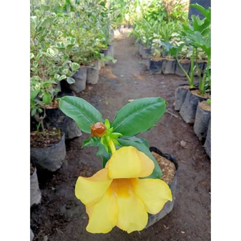 Jual Tanaman Hias Alamanda Kuning Bunga Besar Shopee Indonesia