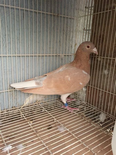 Rare Racing Pigeons Colored Homing Pigeons Rare Colored Racing