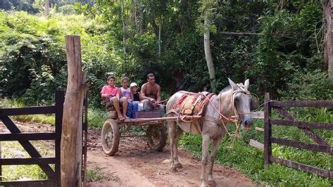 Como Viver Na Ro A Vida Na Ro A Imagens Da Ro A E Vida Natural