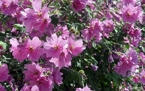 Como Plantar Malva Horta Em Casa