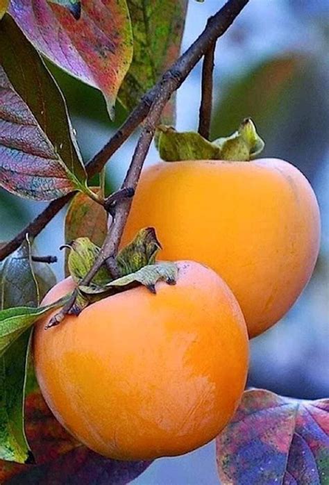 Pin von konsmal auf Ваши пины Obst und gemüse Gesunde früchte