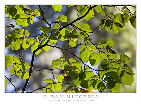 Red Alder Leaves, Autumn | G Dan Mitchell Photography