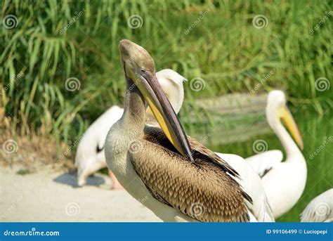 Pelican Standing Stock Image Image Of Composition Animal 99106499