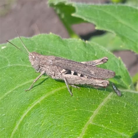 Observations by skamay · iNaturalist