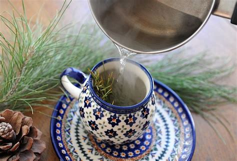 Buy Pine Needle Tea Benefits Preparation Side Effects Herbal Teas