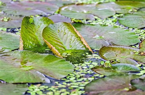 Free Images Nature Leaf Flower Pond Stream Green Botany Garden