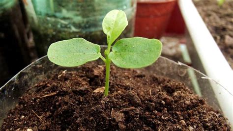 Passion Fruit Seed Germination, Period, Temperature | Gardening Tips