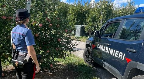 COPPIA DI TURISTI RUBA 170 CHILI DI MELE DA UN FRUTTETO IN VALLE DI NON