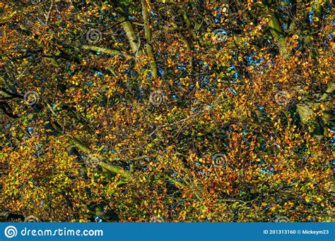 Bos Met Bomen In Herfstkleuren De Kleur Van De Bladeren Zorgt Voor Een