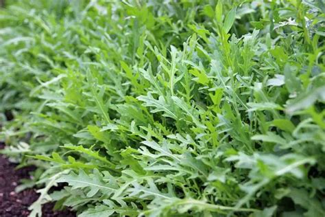 5 Tips On How To Harvest Arugula Thebestgardeninfo