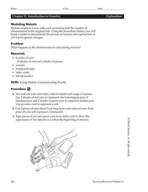 Modeling meiosis | PDF