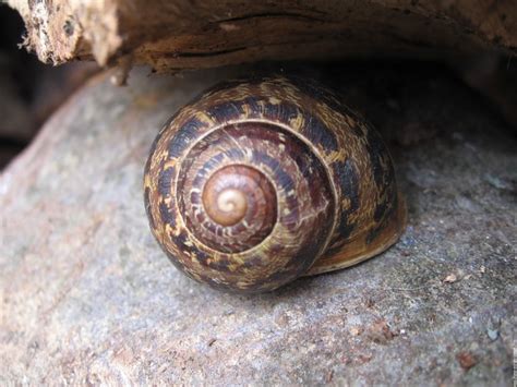 Pin By Jacqueline Grootelaar On Snails And Slugs Snail Slugs