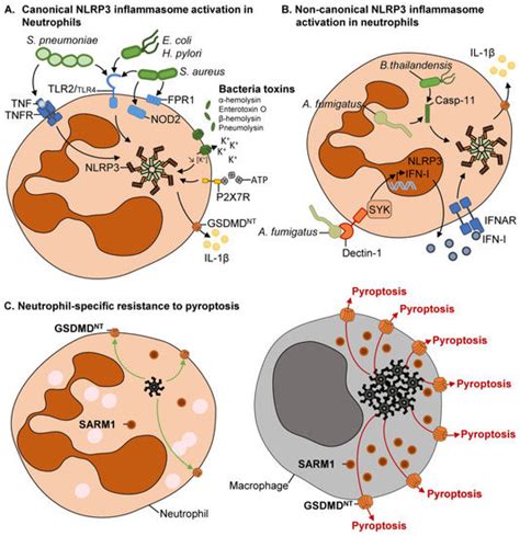 Cells Free Full Text Specific Nlrp3 Inflammasome Assembling And