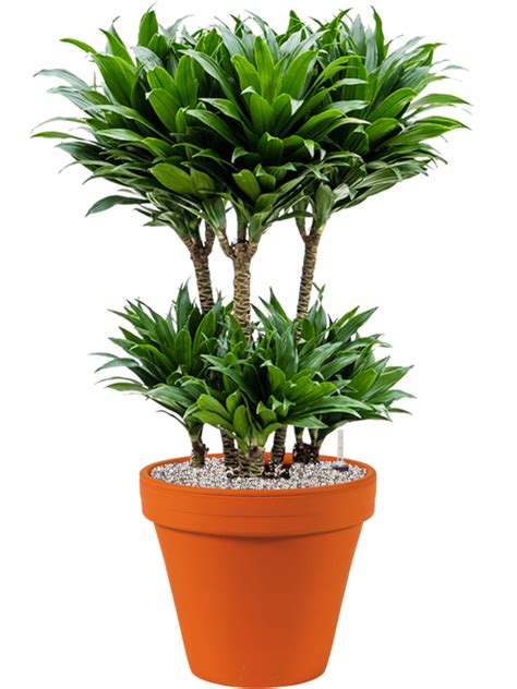 Dracaena Fragrans Compacta Donica Terra Cotta System Vulkastrat