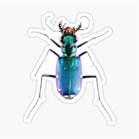 Six Spotted Green Tiger Beetle Cicindela Sexguttata Sticker For