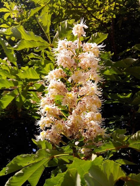 Premium Photo | Chestnut tree flowers