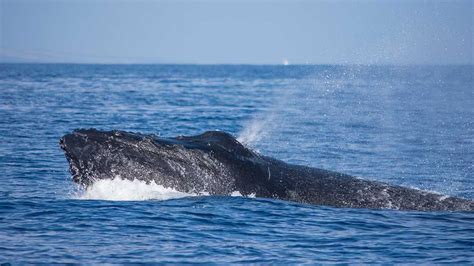 Whale Blowholes Dont Keep Out Seawater