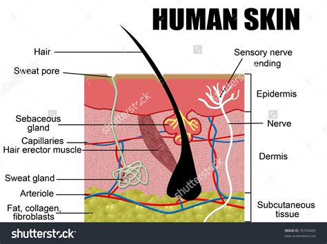 A Labelled Diagram Of The Skin