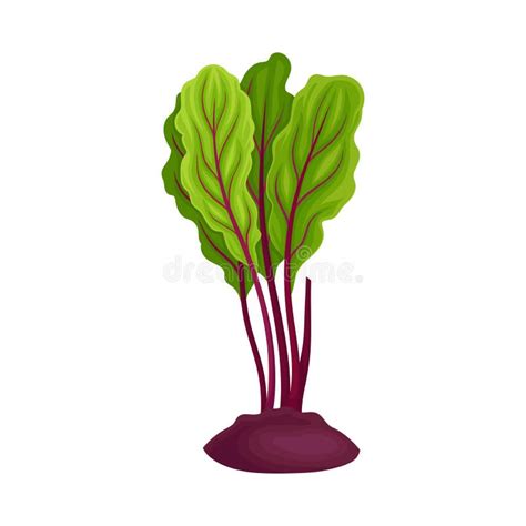 Beet Root With Green Top Leaves Cut And Whole Vector Set Stock Vector