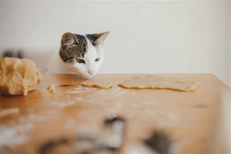 Adorable Kitten Looking At Gingerbread Cookies Dough On Wooden Table In