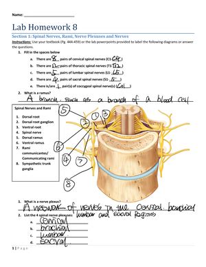 Assignment Spinal Cord And Nerves Exercise The Spinal Cord And