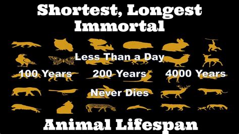 Animal Lifespan Shortest Longest Immortal Comparison Youtube