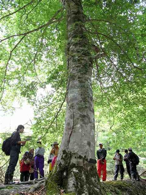 芦生の森に魅せられて。京都大学芦生の森研究林2 トキドキ（時々）親子登山