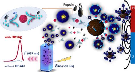 A Novel Immunosensing Method Based On The Capture And Enzymatic Release Of Sandwich Type