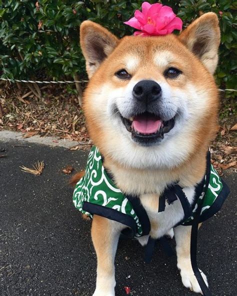 Please Enjoy This Shiba Inus Excellent Id Rather Not Thanks Face