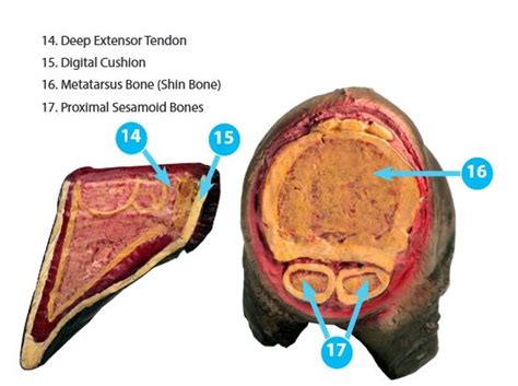 Cow Hoof Anatomy Model (2 part) 42010210 | Anatomystuff