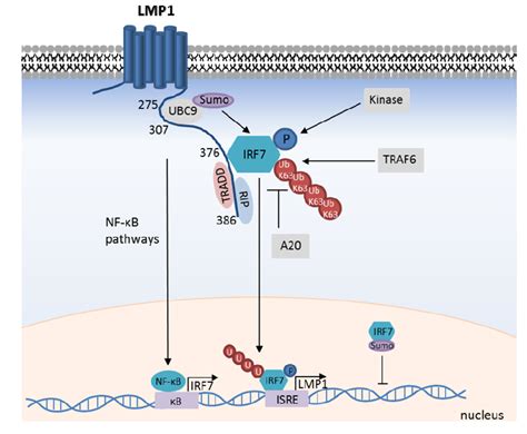 Viruses Free Full Text Nf B And Irf Pathway Activation By Epstein