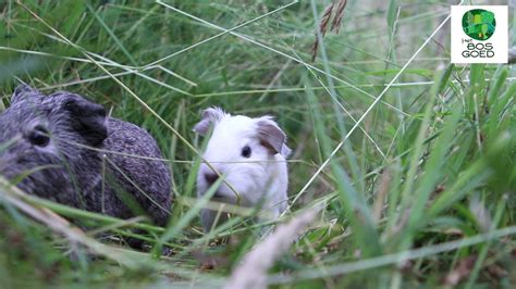 Guinea Pigs Living Wild In The Garden Youtube