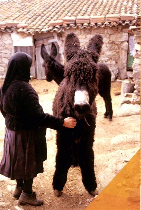 Leche De Asno Zamorano Para La Cosm Tica El Futuro De Una Raza En