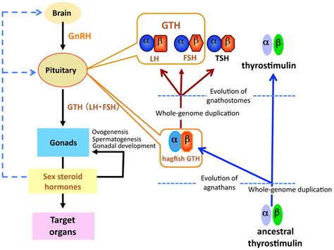 Gonadal Hormones