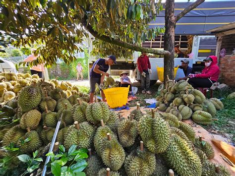 Elevating Value Of Khanh Son Durian In Combination With Tourism