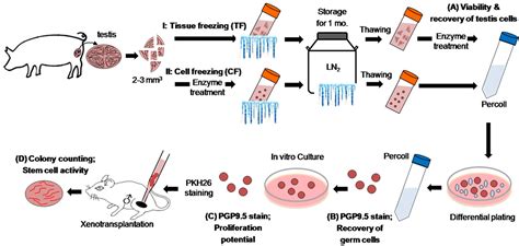 Cryopreservation Of Porcine Spermatogonial Stem Cells By Slow Freezing