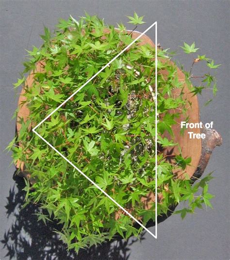 Maple Pruning Basics | Bonsai tree care, Pruning japanese maples, Maple ...