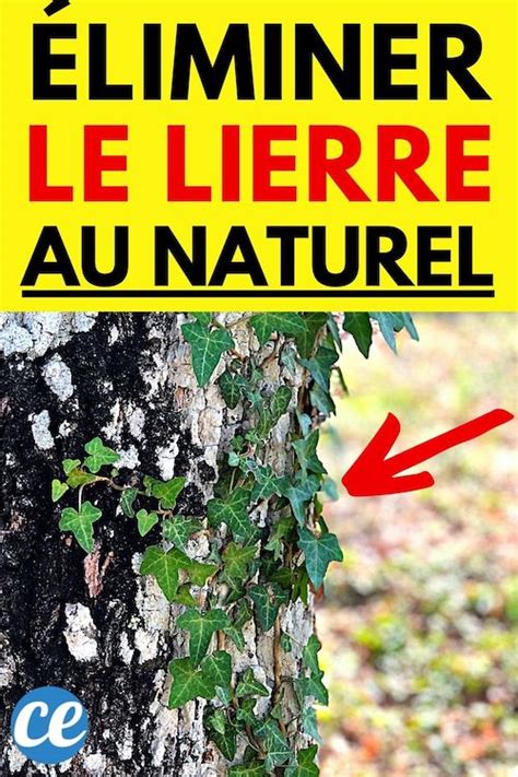 Comment Se D Barrasser Du Lierre D Sherbants Naturels Et Efficaces