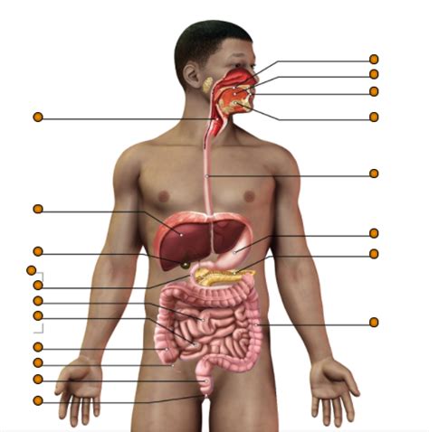 Diagram of Parties du système digestif Quizlet