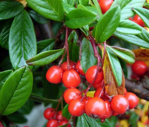 Cotoneaster with berries stock image. Image of green - 61609703