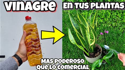 Insecticida Casero Para Plantas C Mo Hacerlo Con Vinagre De Forma