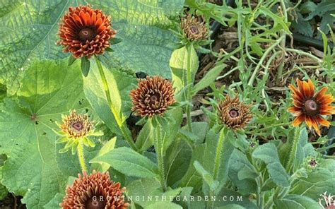 How To Grow Rudbeckia Black Eyed Susan Growing Tips Growing In The