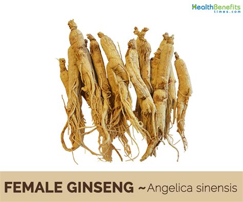 Female Ginseng Facts And Health Benefits