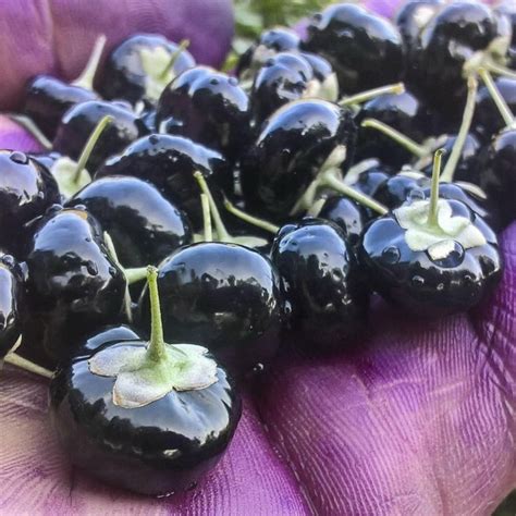 Black Goji Berry Seeds Lycium Ruthenicum Murr