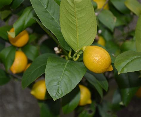 When To Prune A Lemon Tree Top Tips To Perfect Your Timing Homes And Gardens