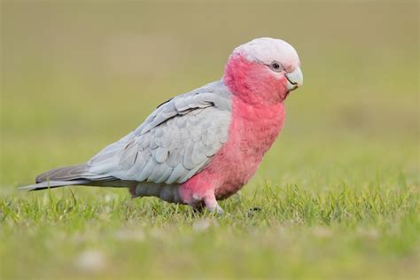 Galah | Birds Wiki | Fandom