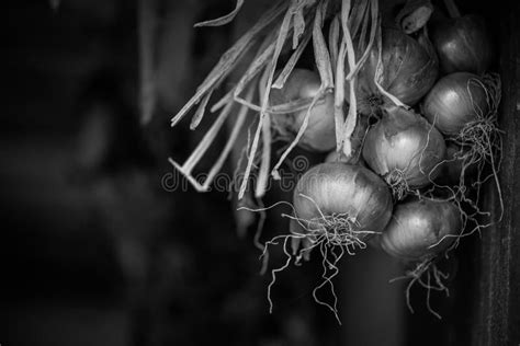 Onion Layers in Black and White Stock Photo - Image of onion, lines ...